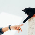 Trasporto Animali Domestici a Milano